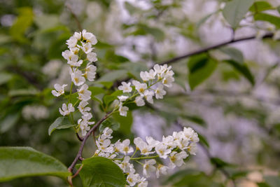 Close-up of white flowering plant