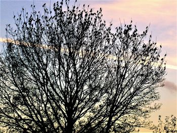 Low angle view of silhouette bare tree against sky