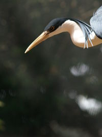 Close-up of bird flying