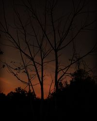 Silhouette of trees at night