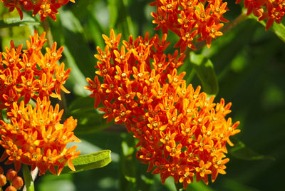 Close-up of orange flowers blooming in park