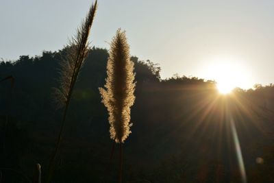 Close-up of fresh green tree against sky during sunset