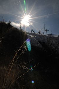 Sun shining over plants against sky