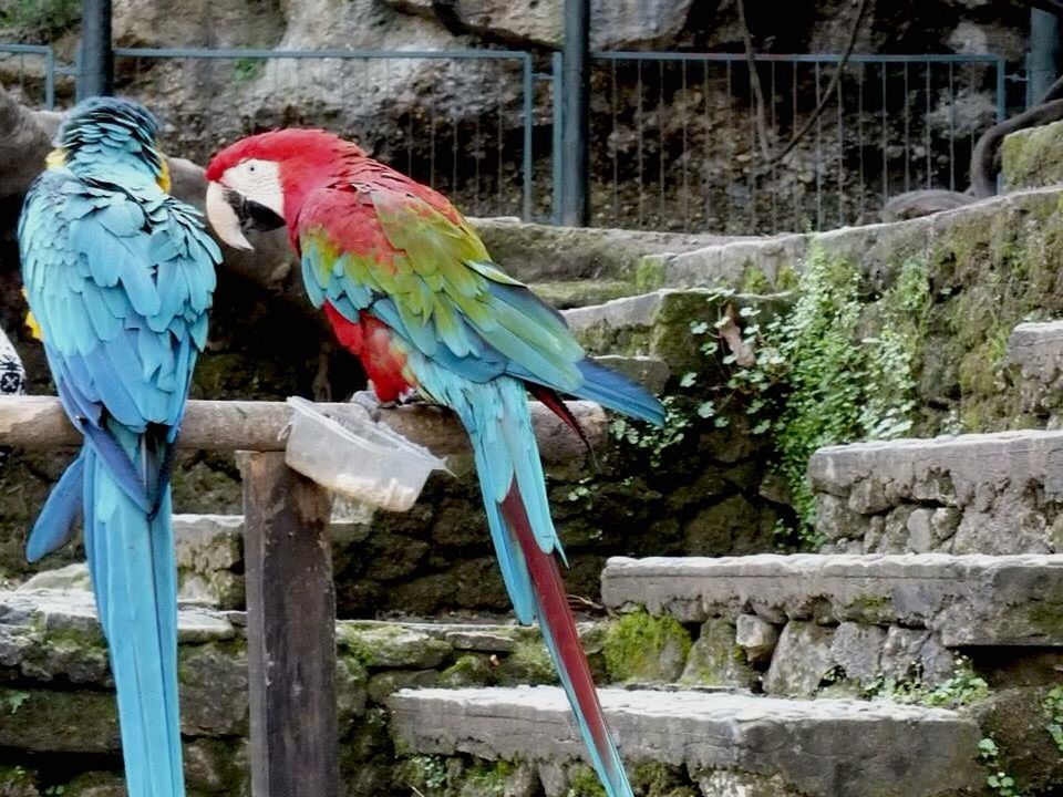 parrot, macaw, bird, gold and blue macaw, animal themes, perching, animals in the wild, scarlet macaw, day, outdoors, no people, animal wildlife, multi colored, nature, tree, beauty in nature