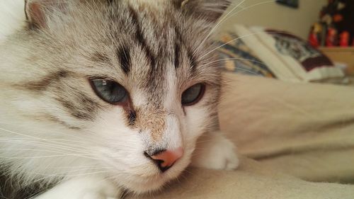 Close-up portrait of cat