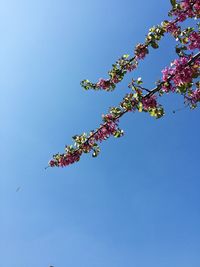 Low angle view of flowers blooming on tree against sky