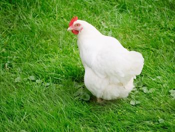White duck on field
