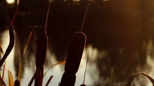 Close-up of feather against blurred background