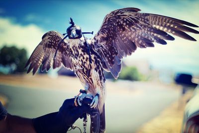 Person holding falcon