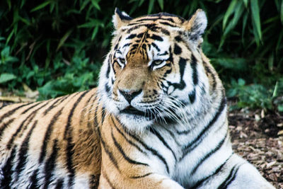 Close-up of a tiger