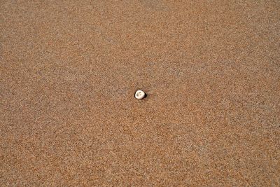 High angle view of shells on sand