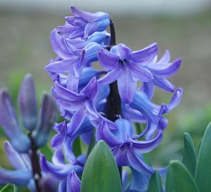 Close-up of purple flowers blooming outdoors