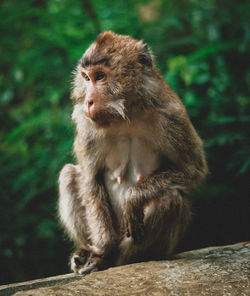 Monkey sitting on looking away