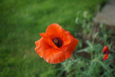 Close-up of orange poppy blooming outdoors