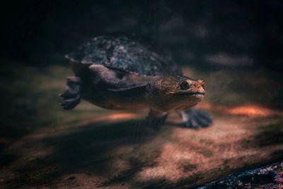 Turtle swimming in water