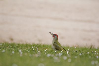 Bird on field