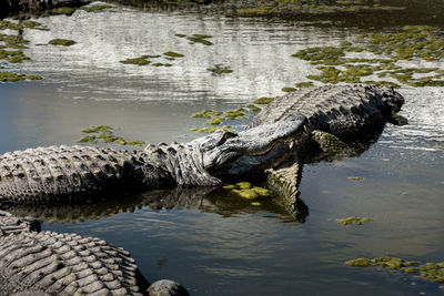 View of alligator in water