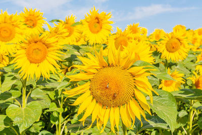 Close-up of yellow flowering plants