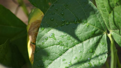 Close-up of wet green leaf