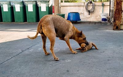Side view of a dog on street