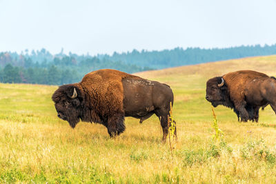 American bisons grazing on field