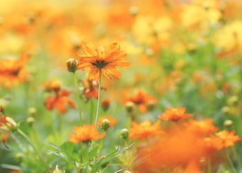 Close-up of orange flowering plant