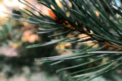 Close-up of plant