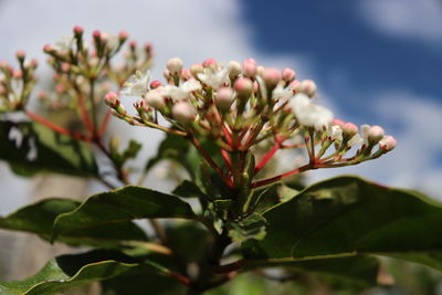 Close-up of flowers against blurred background