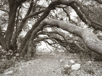 Trees growing on branch