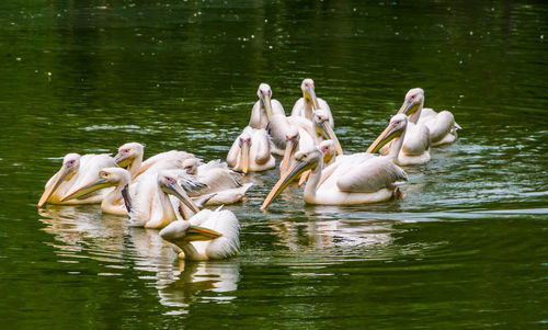 Swans swimming in lake