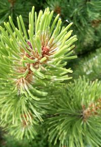 Close-up of fresh green plant