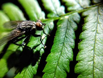 Close-up of insect on plant