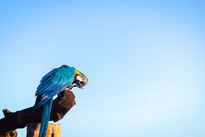 Low angle view of a bird perching on a blue sky