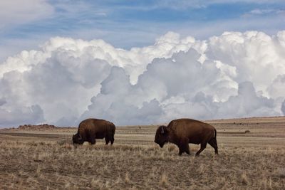 Elephant on landscape against sky