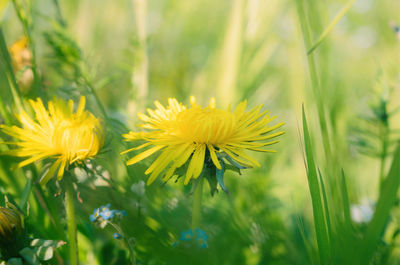 Close-up of yellow flowering plant on field