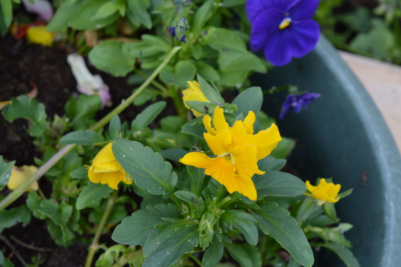 CLOSE-UP OF YELLOW FLOWERING PLANTS