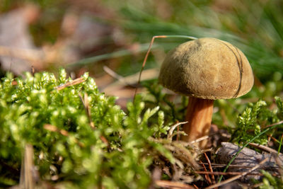 Close-up of mushrooms growing on field