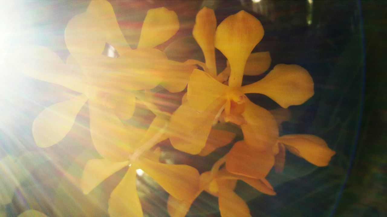 flower, fragility, close-up, petal, freshness, orange color, growth, indoors, beauty in nature, plant, flower head, nature, yellow, focus on foreground, no people, blooming, selective focus, water, leaf, glass - material