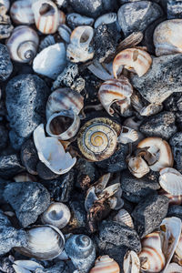 Full frame shot of shells