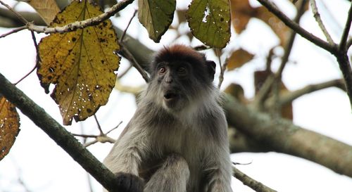 Low angle view of monkey sitting on tree