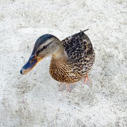 High angle view of mallard duck