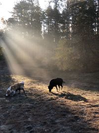 Dogs in the forest