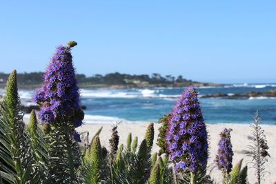 Close-up of purple flowers