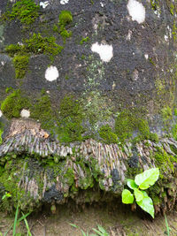 High angle view of moss growing on rock