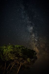 Low angle view of trees against sky at night