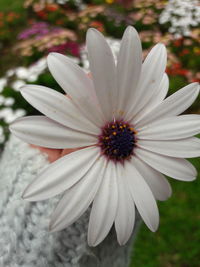 Close-up of white flower blooming outdoors