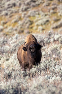 Bison bellowing in lamar valley in yellowstone national park