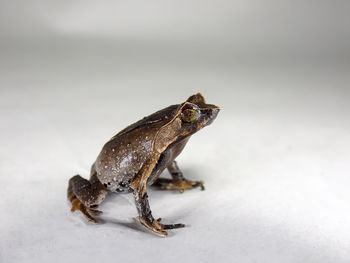 Close-up of crab on snow covered land