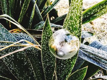 Close-up of water drops on spider web