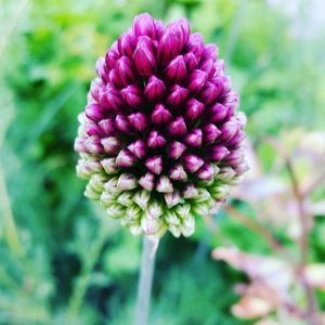 Close-up of flowers blooming